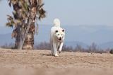 AKITA INU 145